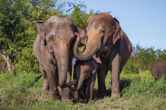 Elephants walking in a natural sanctuary setting in Thailand