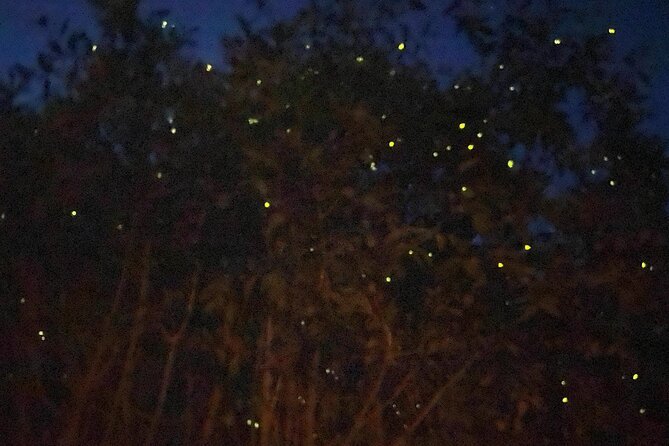 Evening firefly boat experience in Kuala Selangor