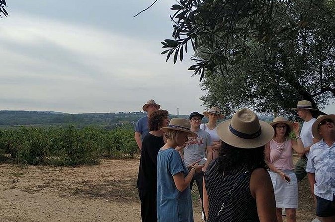 Private wine and cava tasting tour in Penedes from Barcelona