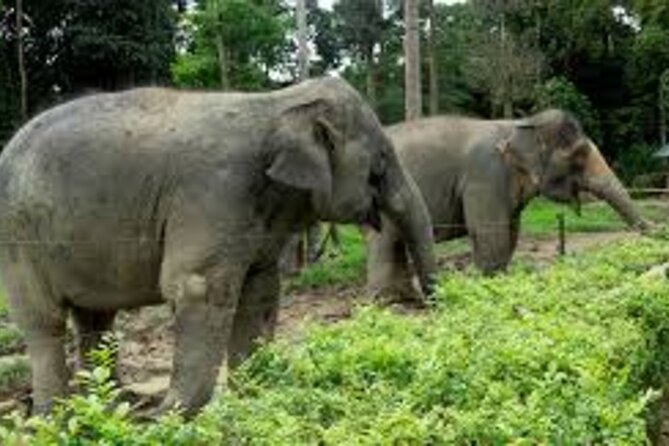 Elephants at a Malaysian sanctuary visited from Kuala Lumpur