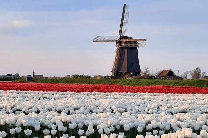 Private tulip field and windmill tour from Amsterdam