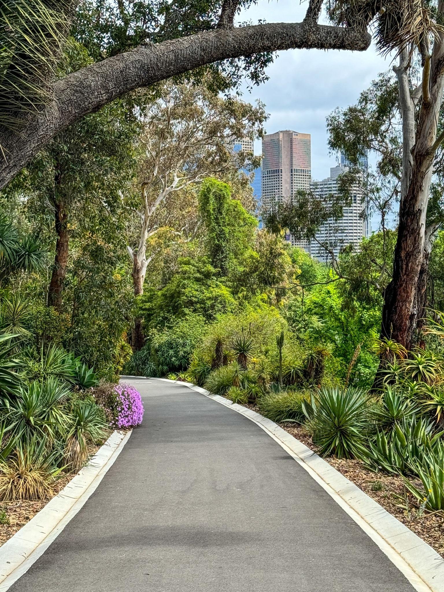 Curved pathway beneath mature trees at Melbourne Gardens.