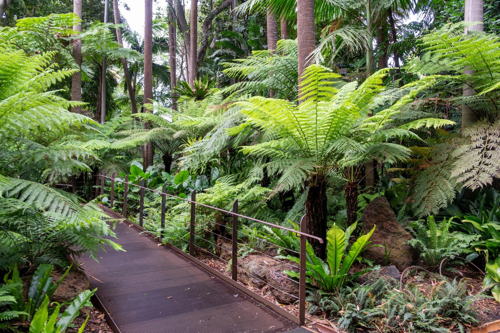 Shaded boardwalk surrounded by tree ferns in Fern Gully.