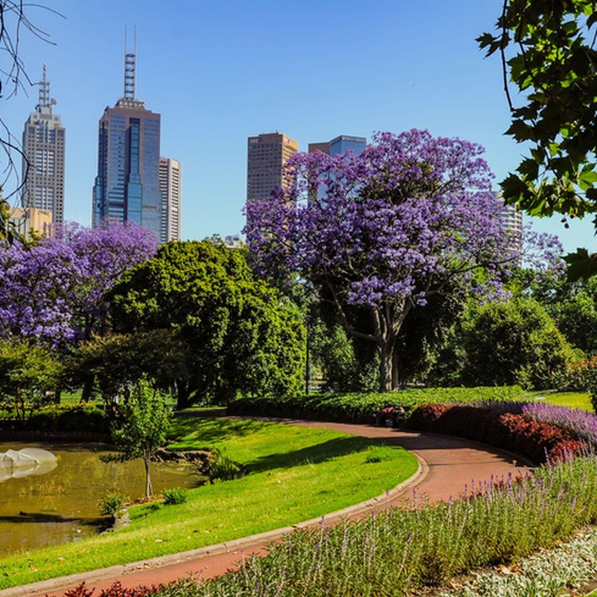 Purple flowering trees beside a landscaped path in Melbourne Gardens.
