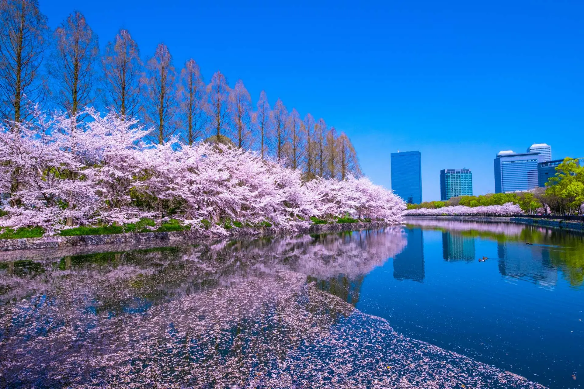 Cherry blossoms reflected in the moat beside Osaka Castle Park