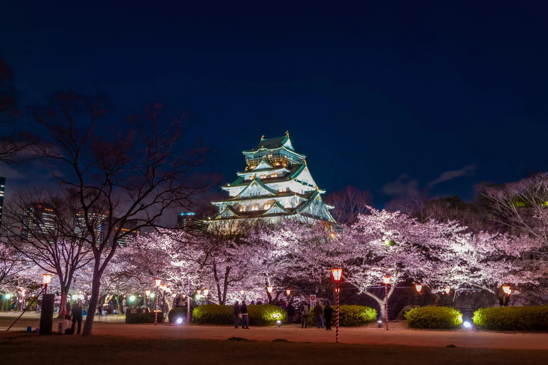 Osaka Castle and illuminated cherry blossoms at night