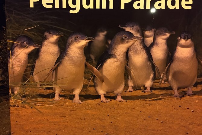 Private Custom Penguin Tour