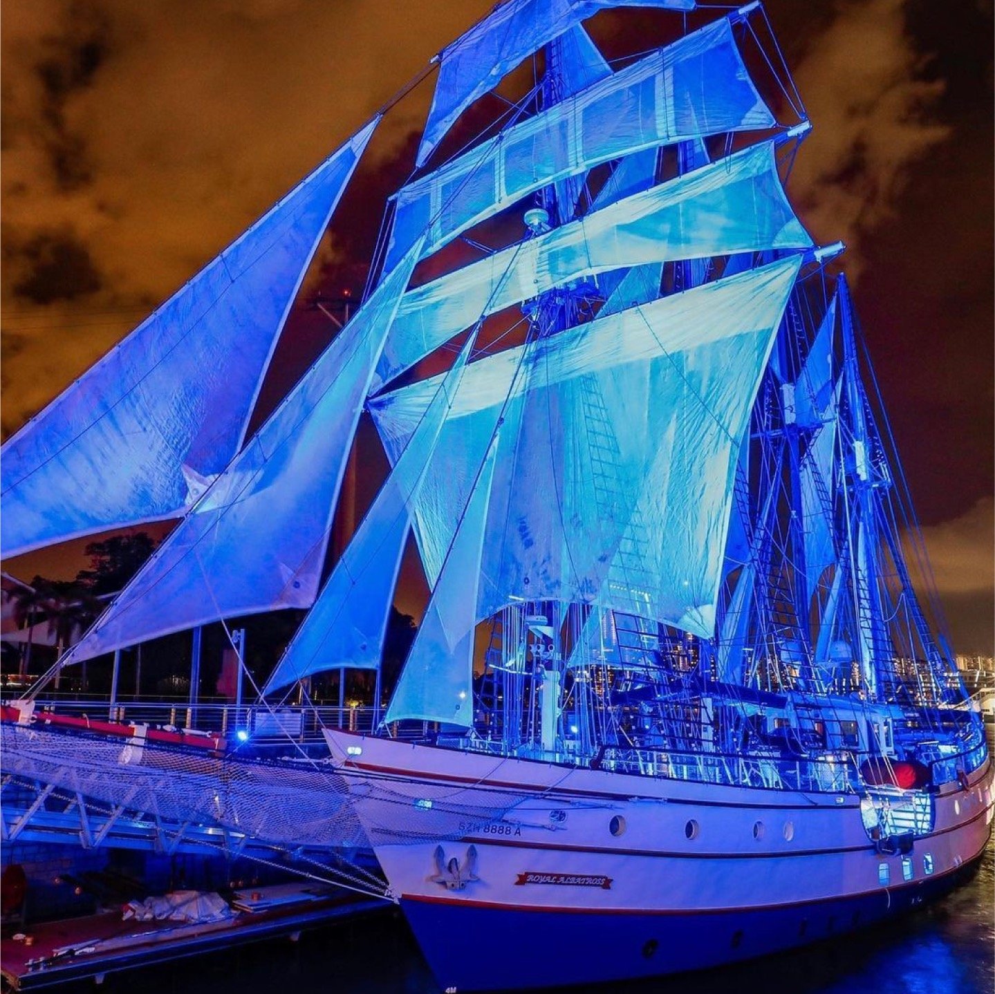 Royal Albatross illuminated in blue beneath its sails