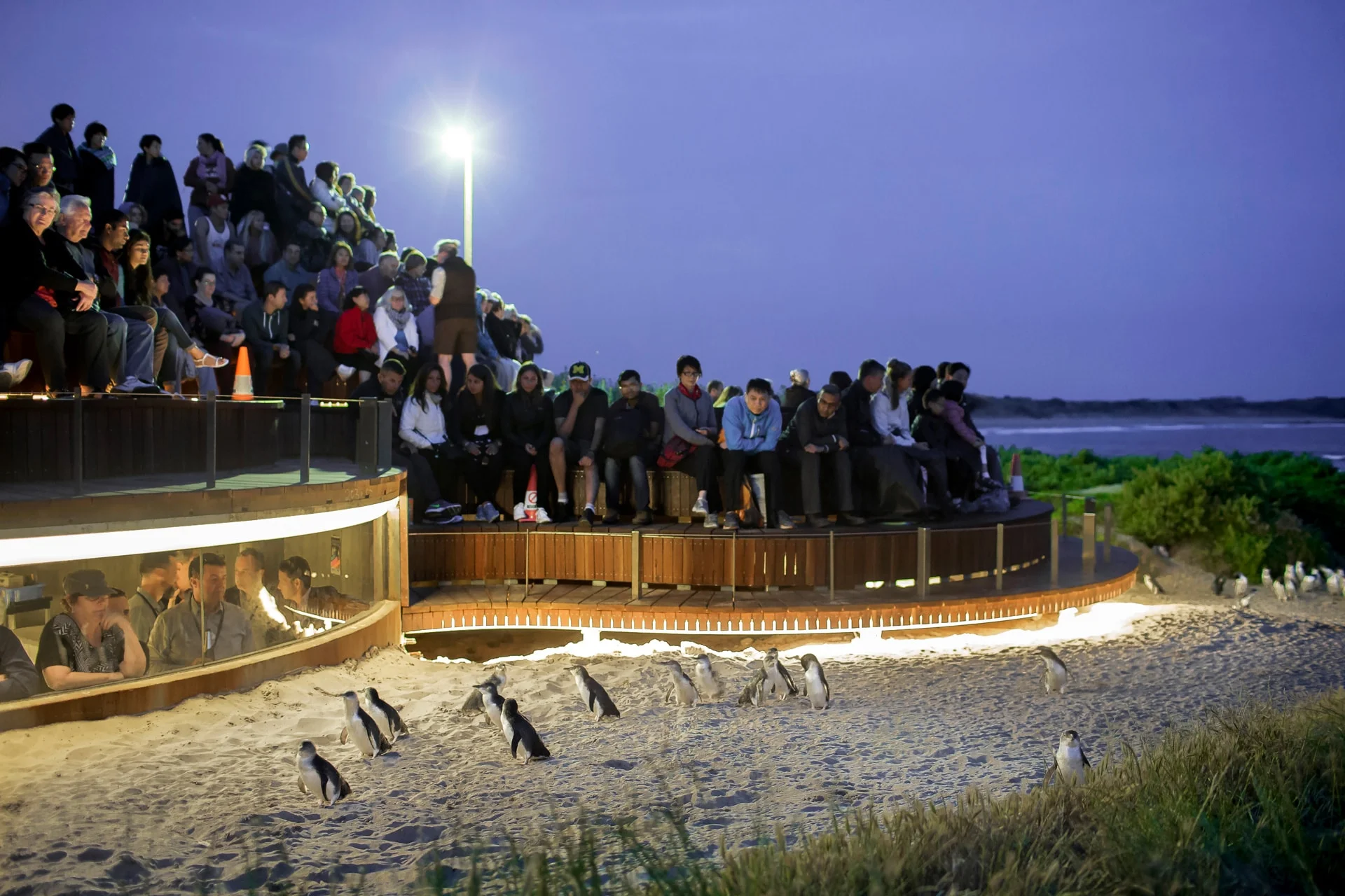 Penguins returning along the pathway beside the Penguins Plus grandstand.