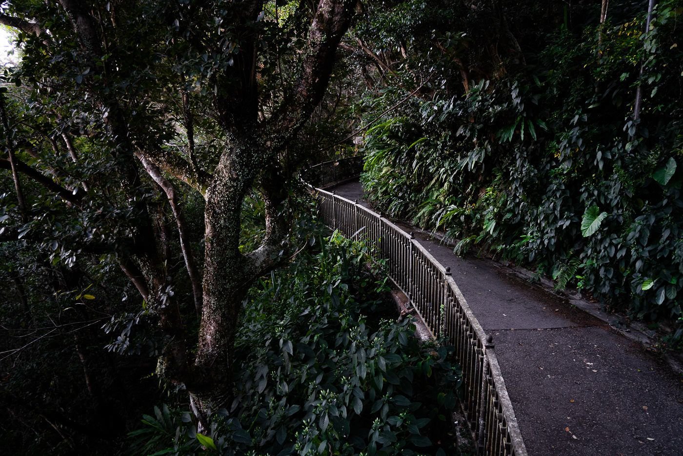 A winding paved path bordered by dense vegetation on Victoria Peak.